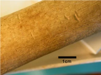 Figure 1: Mid-shaft of femur, showing shallow furrows and small pits (from Mays and Beattie, 2015).