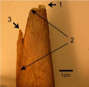 Figure 2: Distal end of partial tibia: 1) Fresh break; 2) Limits to area of polishing; 3) Break (non-recent) not showing evidence of polishing (Mays and Beattie, 2015).