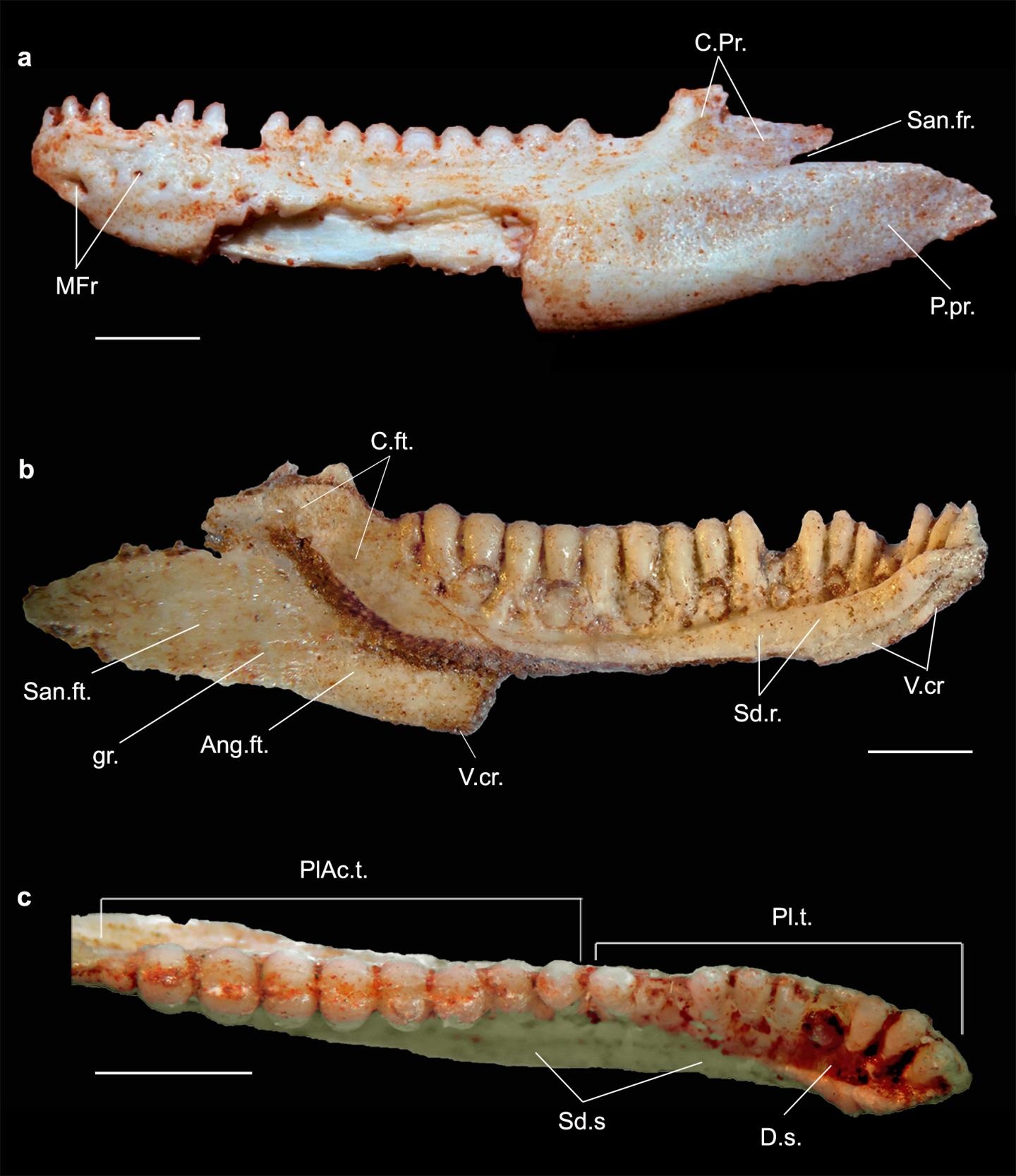 This is a Gueragama holotype by Tiago Simoes and Adriano Kury. Credit : Tiago Simoes and Adriano Kury