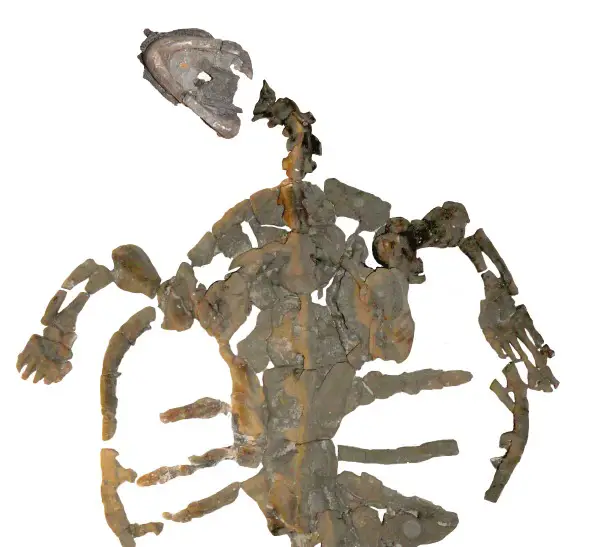The skeleton of Desmatochelys padillai sp. is almost completely preserved. © PaleoBios/Cadena