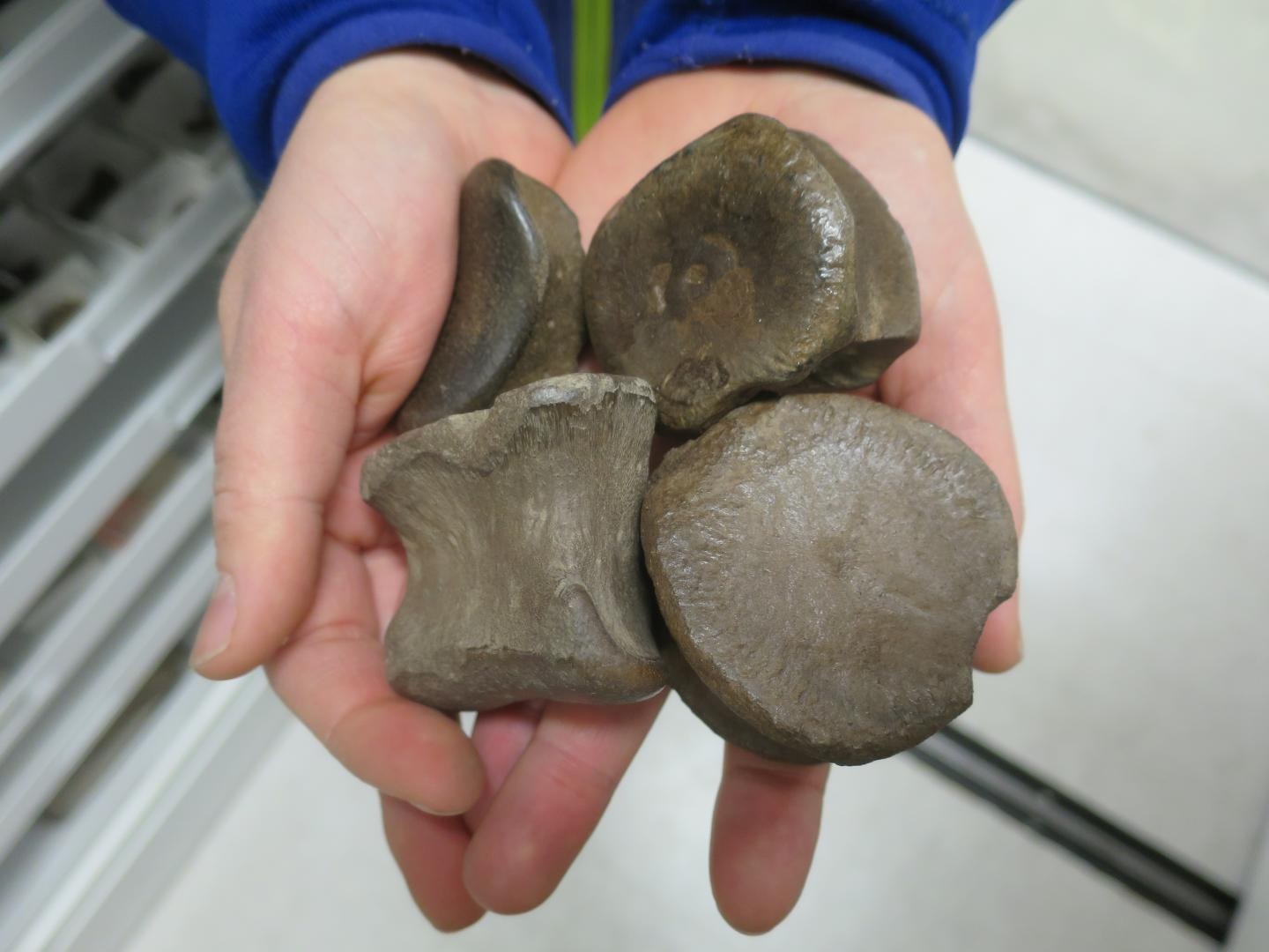 A handful of dinosaur bones found at the Liscomb Bone Bed on the Colville River, northern Alaska. CREDIT UAMN photo by Pat Druckenmiller