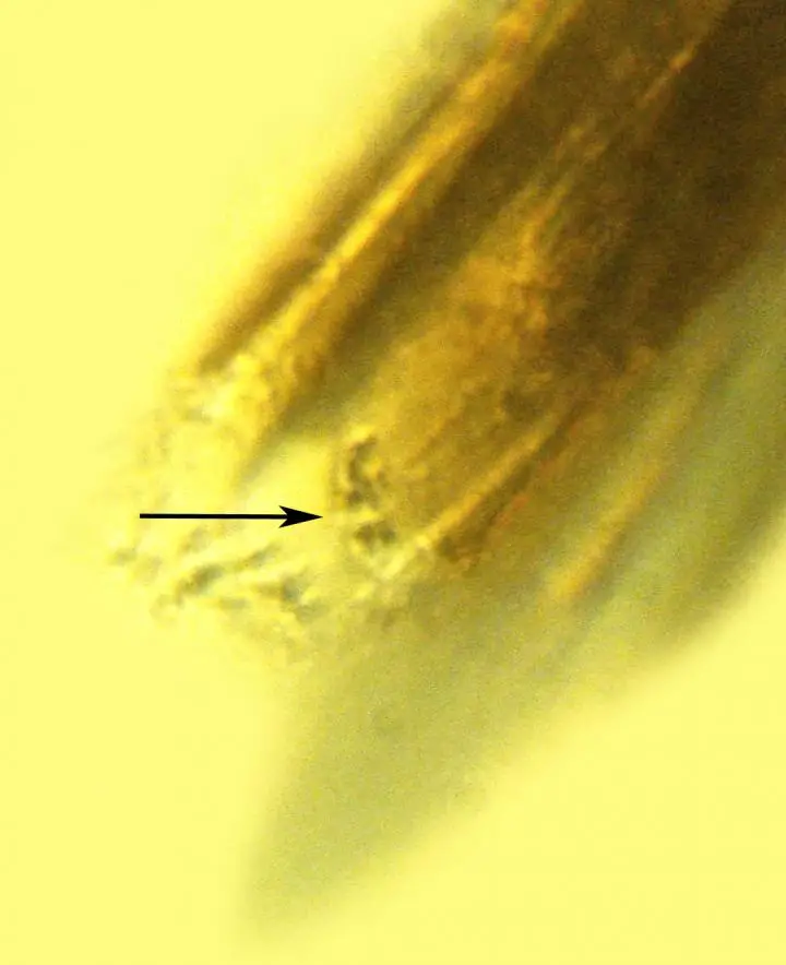 The arrow points at bacteria on the proboscis of this flea preserved in amber, which researchers believe may be an ancestral strain of the bacteria that causes bubonic plague. CREDIT (Photo by George Poinar, Jr., courtesy of Oregon State University)
