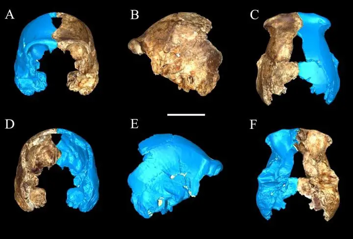 These are bone fragments of Homo neladi, a new species of hominin recently discovered in South Africa by a team of scientists including Anthropologist Charles Musiba of the University of Colorado Denver. CREDIT : Charles Musiba