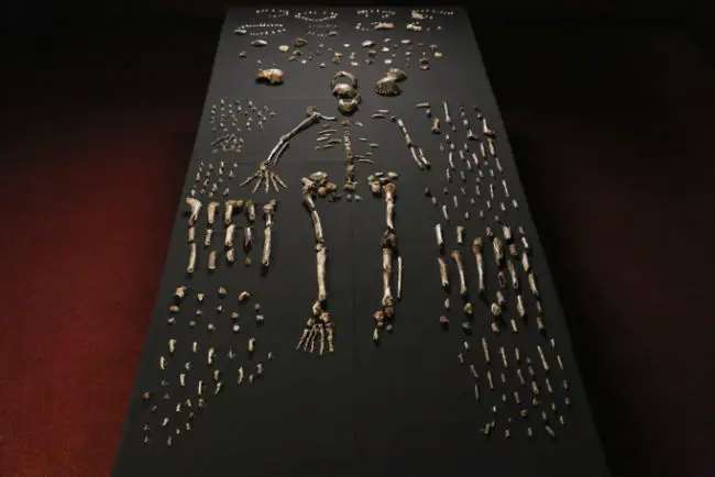 Homo naledi. cc John Hawks_Wits University