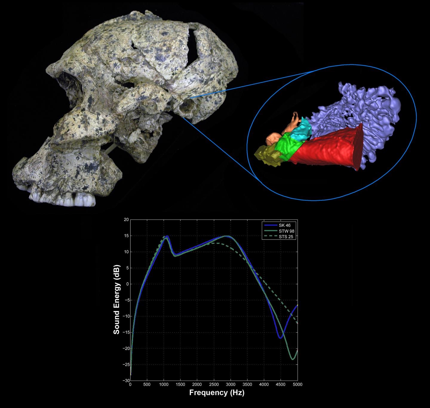 This is a lateral view of the Paranthropus robustus skull SK 46 from the site of Swartkrans, South Africa showing the 3-D virtual reconstruction of the ear and the hearing results for the early hominins. CREDIT : Rolf Quam