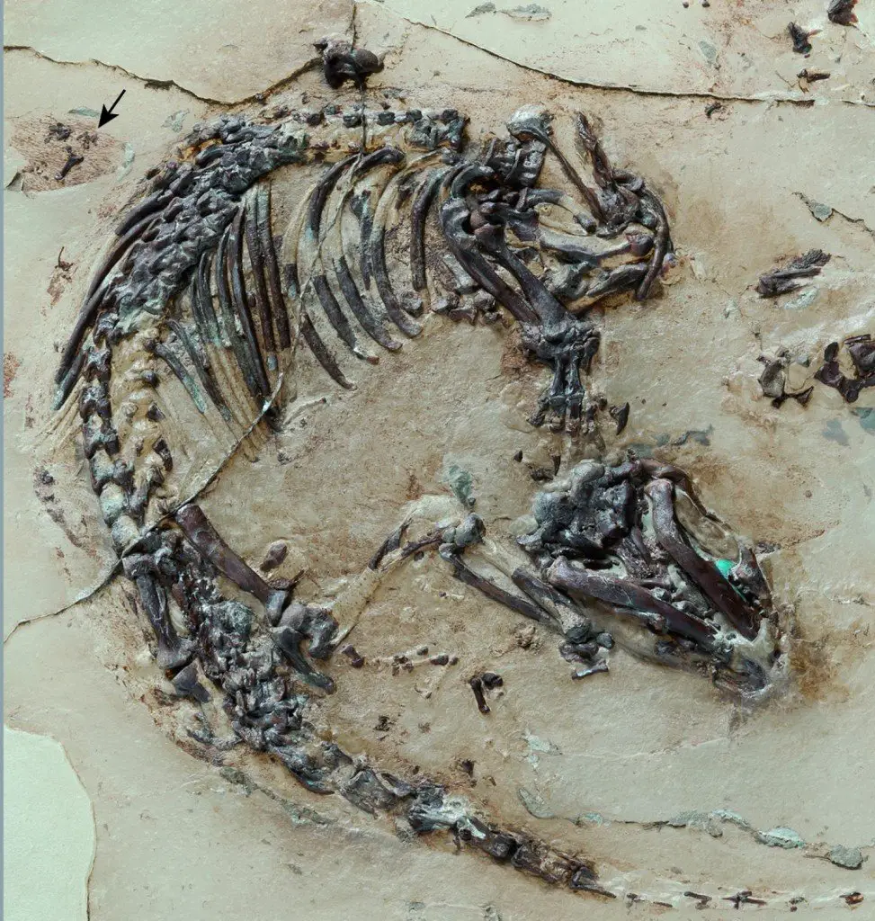 Skeleton of the Cretaceous mammal Spinolestes with preserved fur shadows. The outer ear can be seen at the upper edge of the photo. During preparation, the skeleton was transferred to a plastic matrix. CREDIT : Georg Oleschinski. With permission of Nature Publishing Group