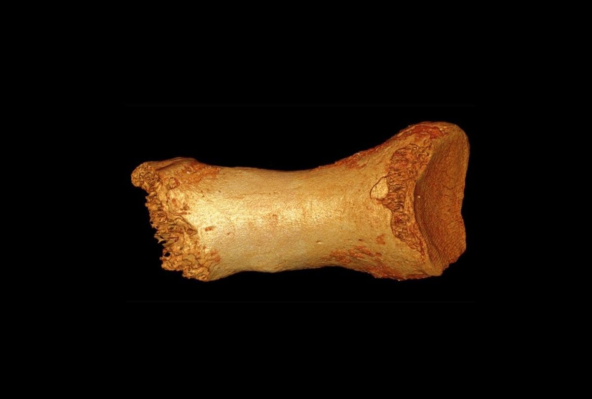 altai neanderthal shows gene flow from early modern humans