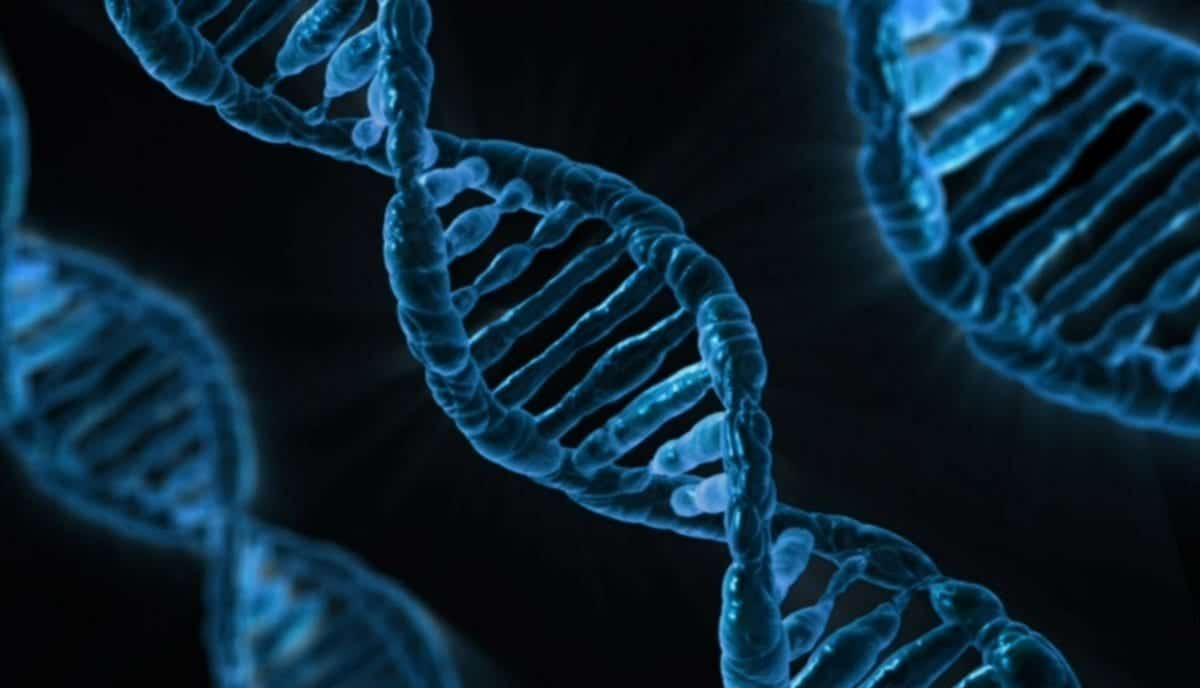 digging into the dna for a successful diet
