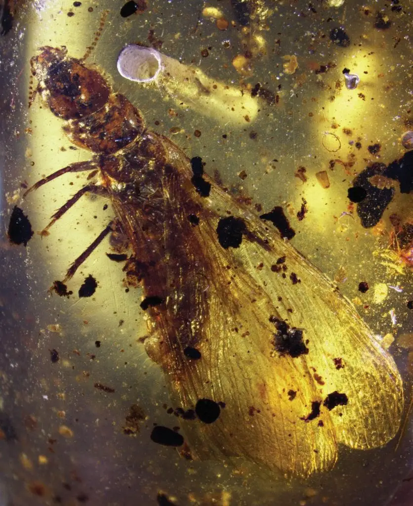 100-million-year-old amber preserves oldest animal societies