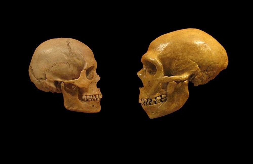 neanderthals mated with modern humans much earlier than previously thought, study finds