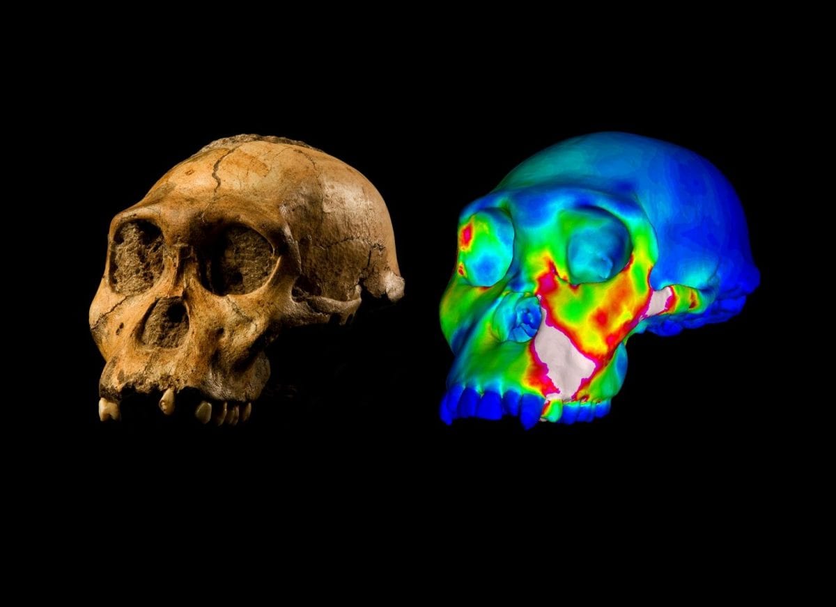 early human ancestor didn’t have the jaws of a nutcracker, study finds