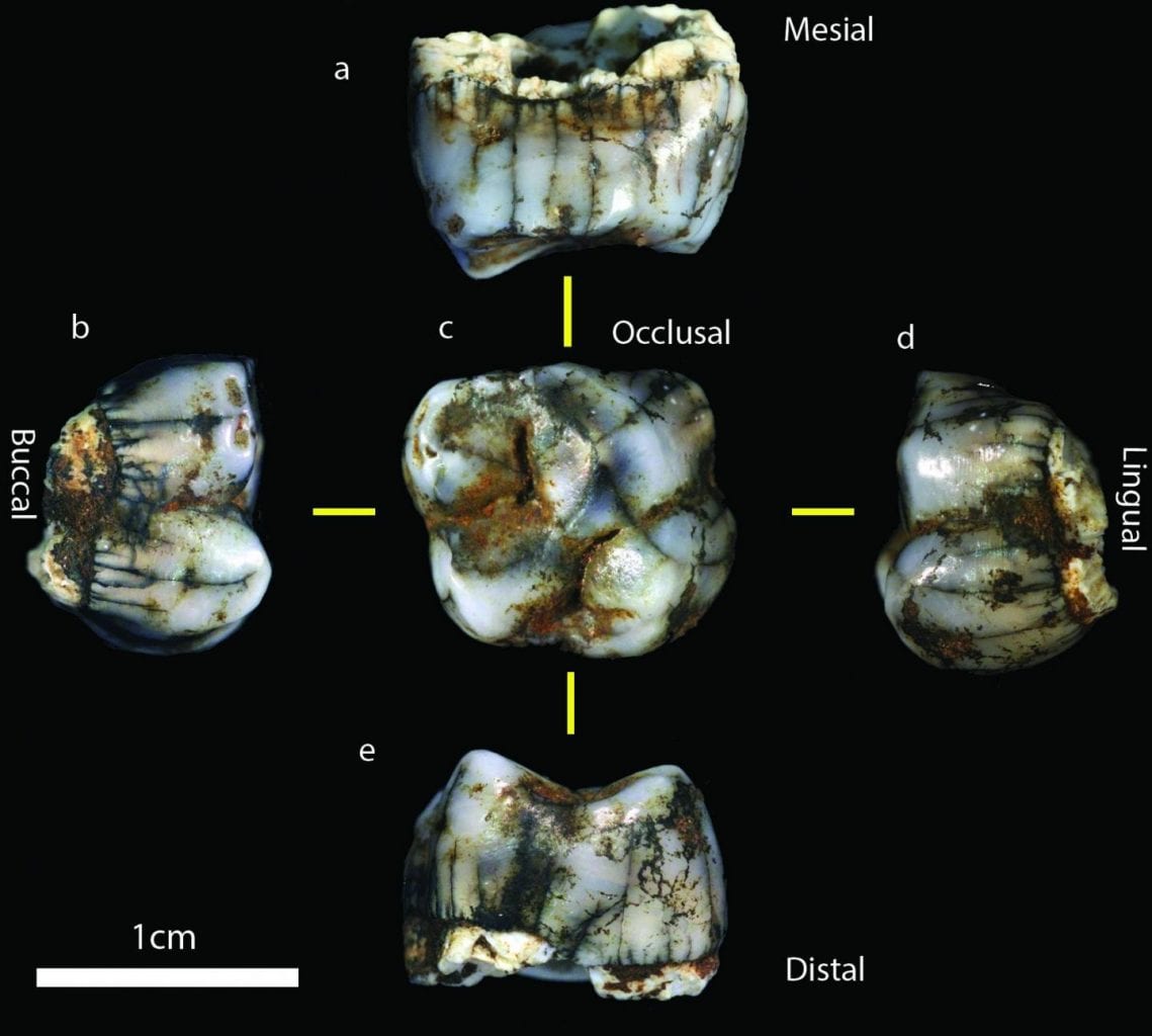 south africa’s sterkfontein caves produce 2 new hominin fossils New homonin molar was found in Sterkfontein Caves. CREDIT : Jason Heaton
