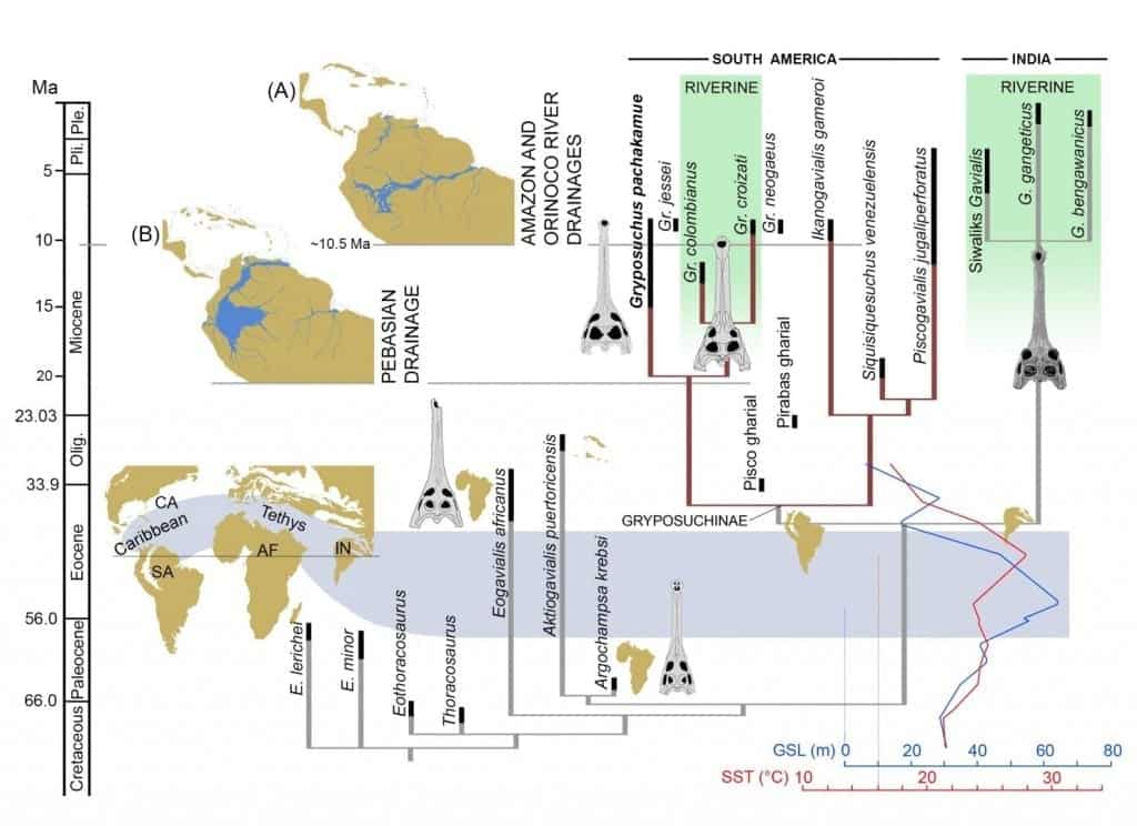 Time calibrated phylogenetic tree of the Gavialoidea and relevant paleogeographic distributions associated with the evolution and diversification of gavialoids in marine and freshwater settings. During the Late Paleocene-Early Eocene interval, peaks of sea surface temperature (SST) and global sea surface level (GSL) occurred together with tropical marine connections through the Tethys Ocean and Caribbean Sea [59,60]. During the Neogene, distinct biomes dominated tropical South America: (A) Acre Phase, after the onset of the eastern-draining Amazon and northward-draining Orinoco river systems; and (B) Pebas Mega-Wetland System, with its drainage northward to the Caribbean Sea. Abbreviations: Olig., Oligocene; Ple., Pleistocene; Pli., Pliocene. Global and South American schematic paleogeography adapted from Blakey [60] and Hoorn et al. [61], respectively. CREDIT Salas-Gismondi et al.