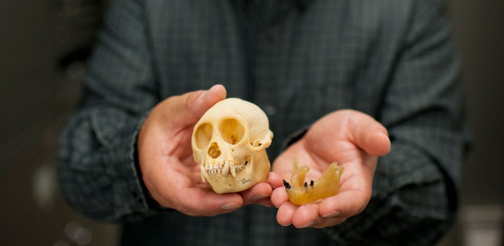 paleontologists find first fossil monkey in north america — but how did it get here?