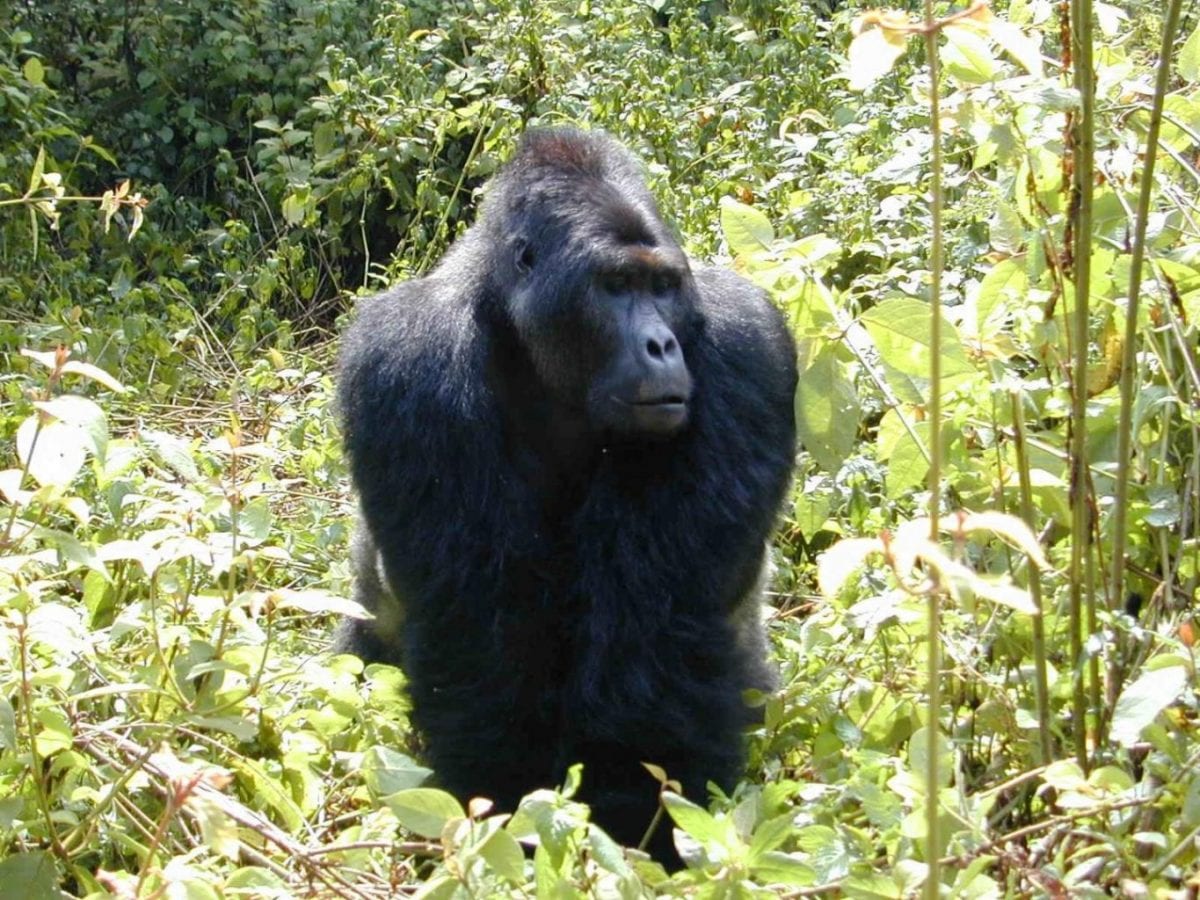 african wars endanger world’s largest gorilla subspecies