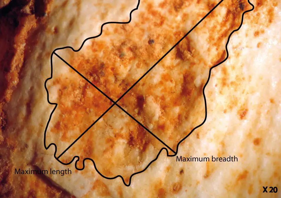 hominins may have been food for carnivores 500,000 years ago