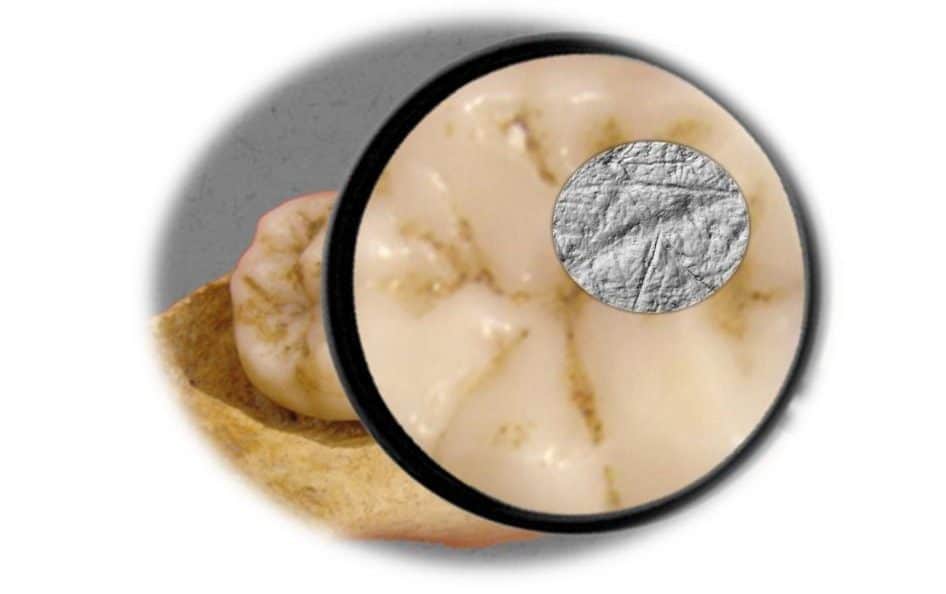 neandertals and upper paleolithic homo sapiens had different dietary strategies