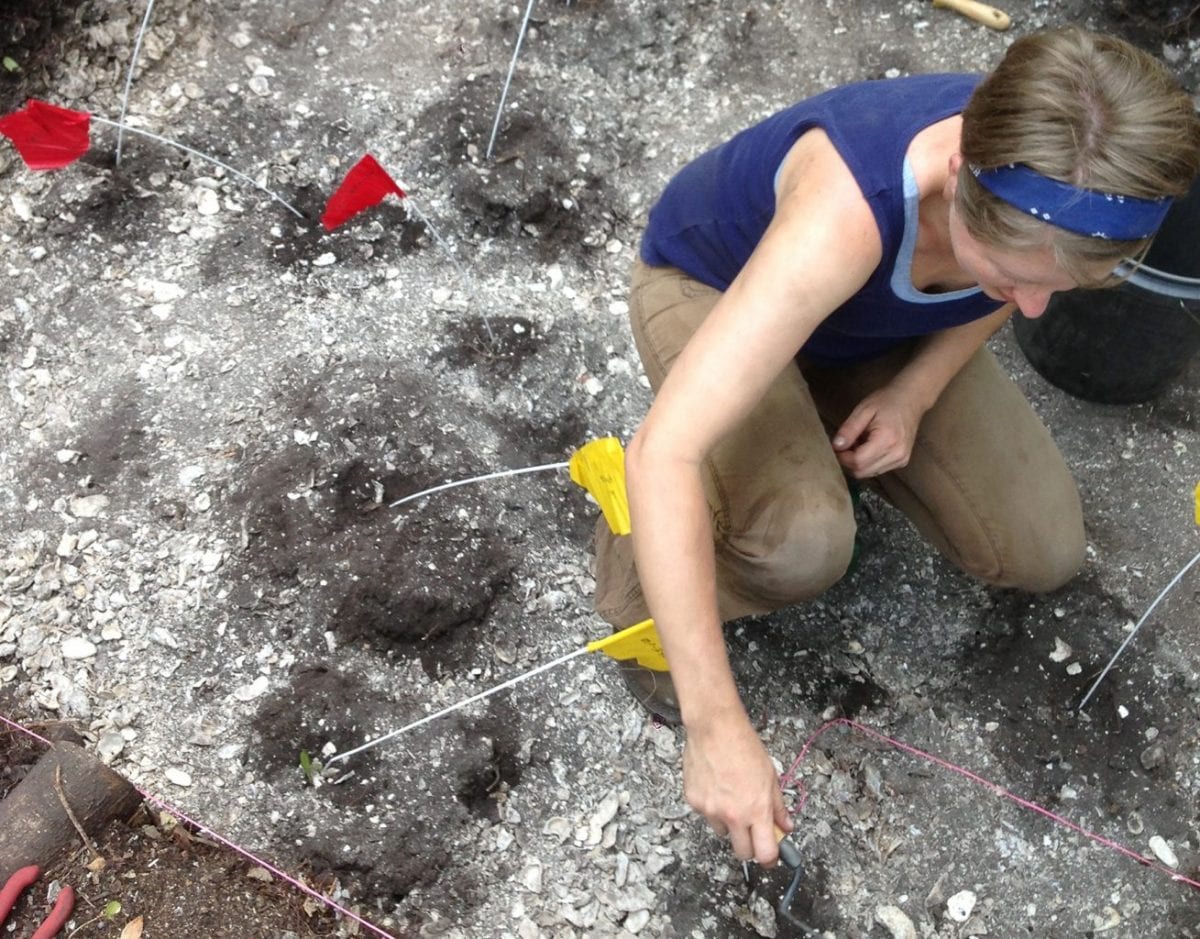 building on shells: study starts unraveling mysteries of calusa kingdom