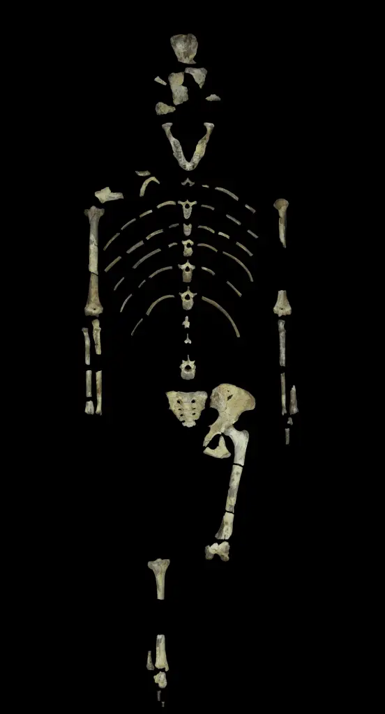 This is Lucy, a 3.18 million year old fossil specimen of Australopithecus afarensis. CREDIT Image provided by John Kappelman, UT Austin