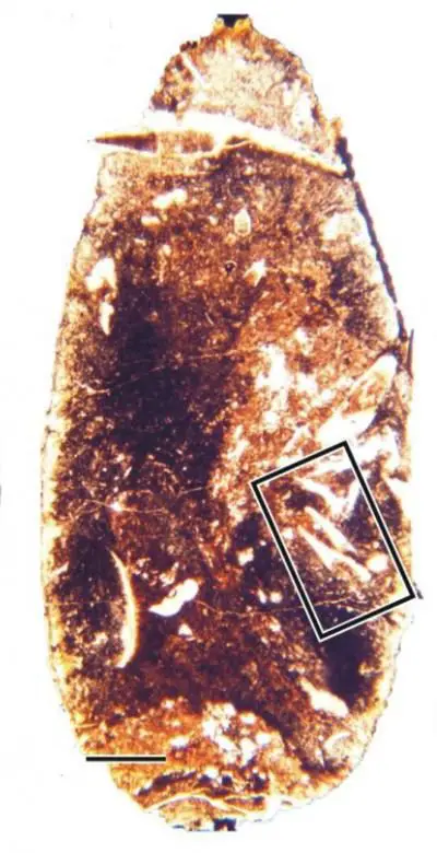 unearthed: the cannibal sharks of a forgotten age Image of a thin-section through an Orthacanthus coprolite with a black box indicating the tooth of an Orthacanthus. CREDIT Aodhán Ó Gogáin (Trinity College Dublin)