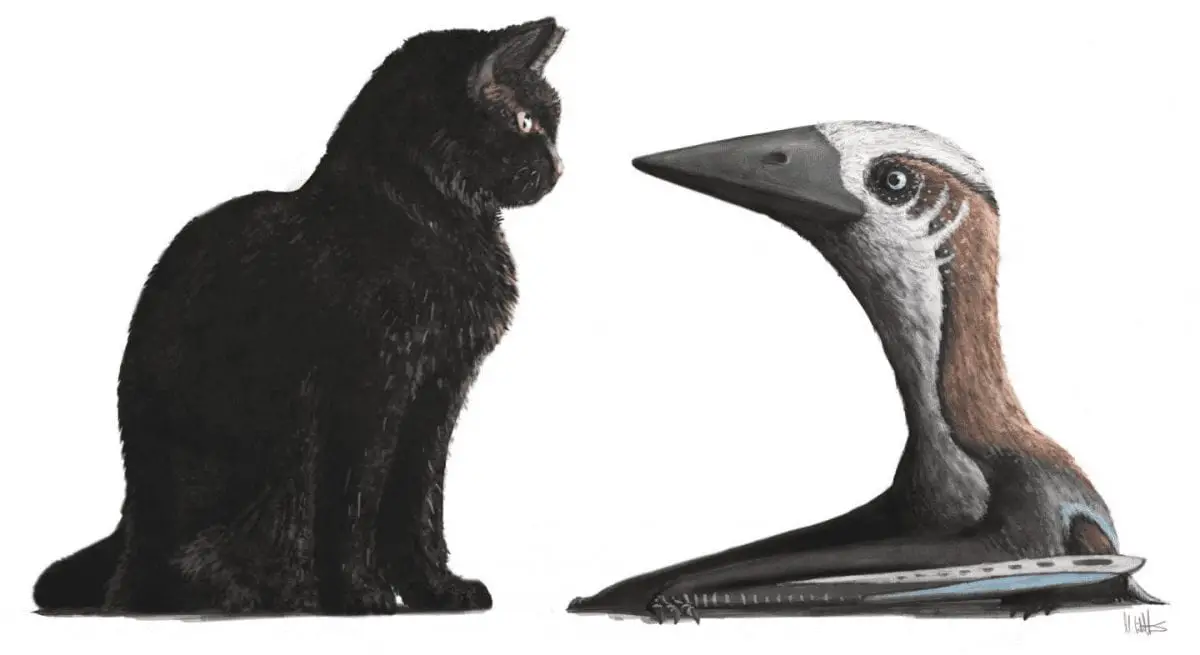 a rare small specimen discovered from the age of flying giants A restoration of a small-bodied pterosaur, representing the atypically diminutive Late Cretaceous azhdarchoid specimen, against a modern housecat (around 30cm tall at shoulder). All other Campanian and Maastrichtian azhdarchids are famous for being much larger, the biggest being as tall as giraffes and, even at their smallest, comparable in size to the largest extant flying birds. CREDIT Dr Mark Witton.