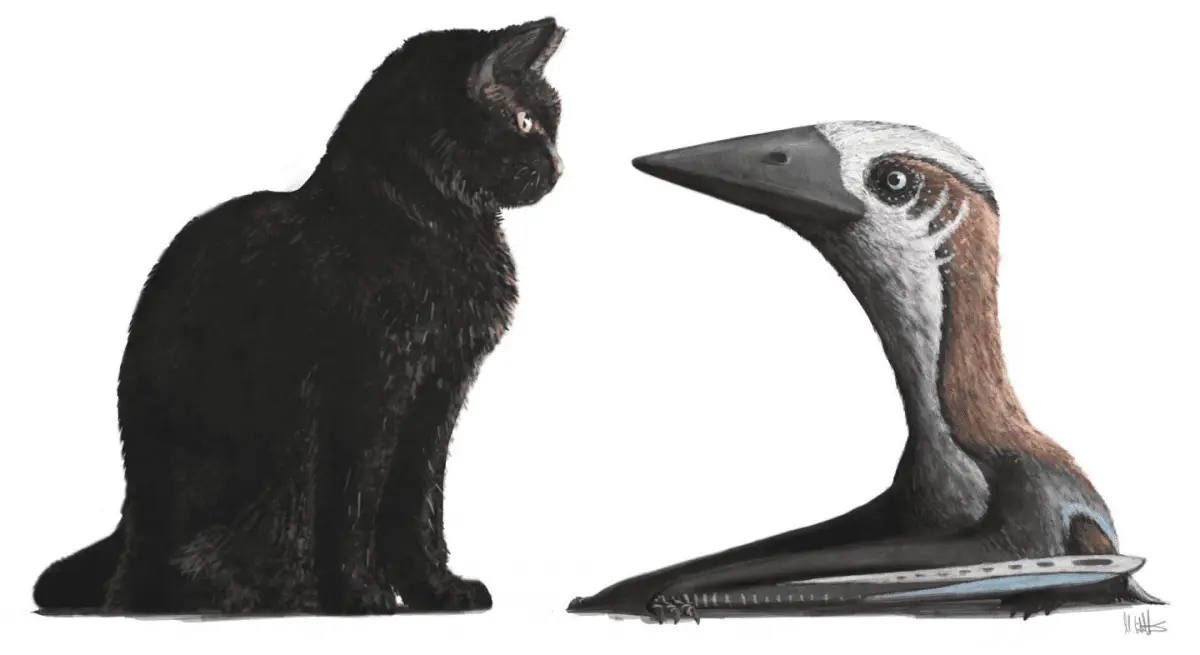 A restoration of a small-bodied pterosaur, representing the atypically diminutive Late Cretaceous azhdarchoid specimen, against a modern housecat (around 30cm tall at shoulder). All other Campanian and Maastrichtian azhdarchids are famous for being much larger, the biggest being as tall as giraffes and, even at their smallest, comparable in size to the largest extant flying birds. CREDIT Dr Mark Witton.