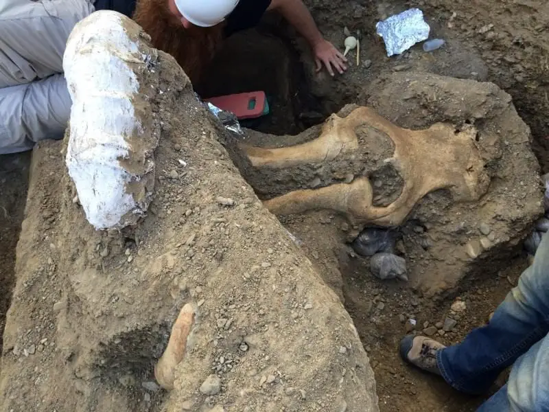rare mammoth fossil excavated at channel islands national park Rare Mammoth Fossil Excavated at Channel Islands National Park Credit: NPS