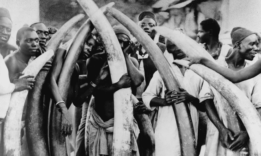 Mapping the elephant ivory trade New evidence revealed HeritageDaily