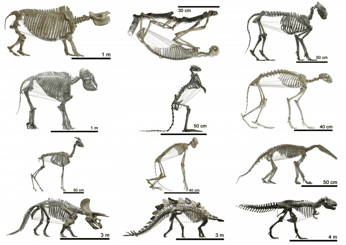 This image shows 3-D animations of animals from the early ages until today. CREDIT image: UZH