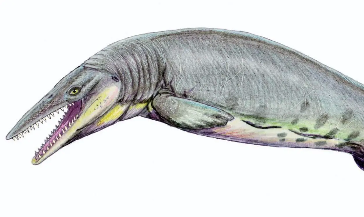 Mosasaurus — Wikipédia