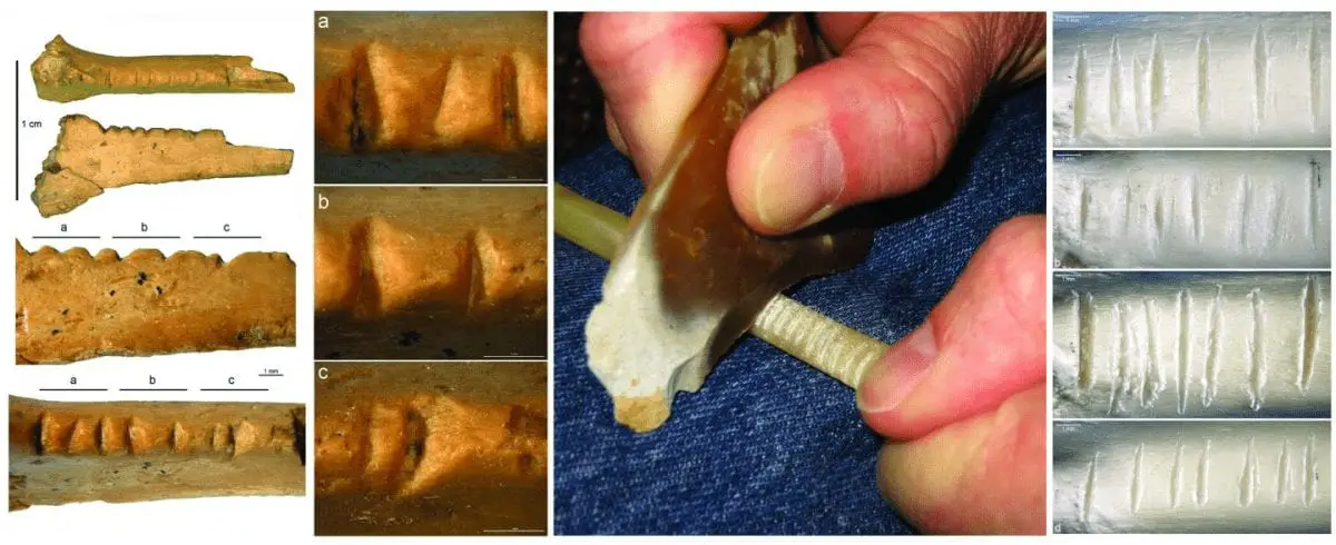 raven bone discovered in crimea may provide insight into neanderthal cognition