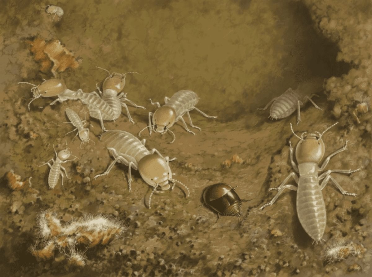 99-million-year-old termite-loving thieves caught in Burmese amber