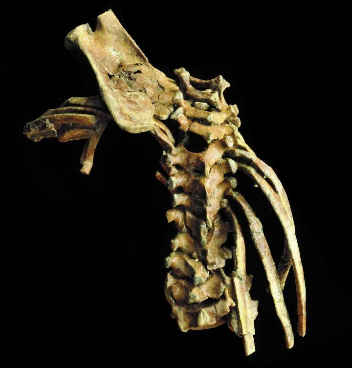 3.3 million-year-old fossil reveals the antiquity of the human spine