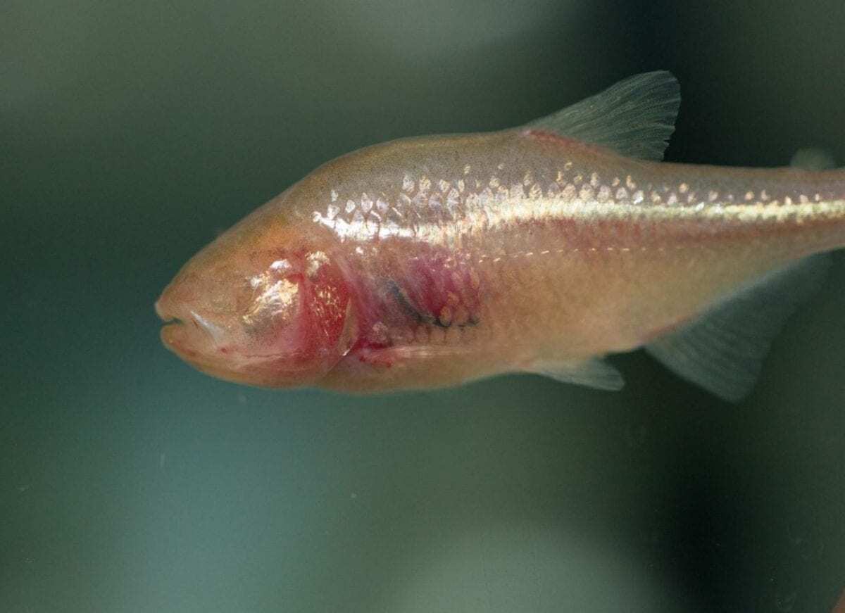 how do blind cavefish find their way? the answer could be in their bones.