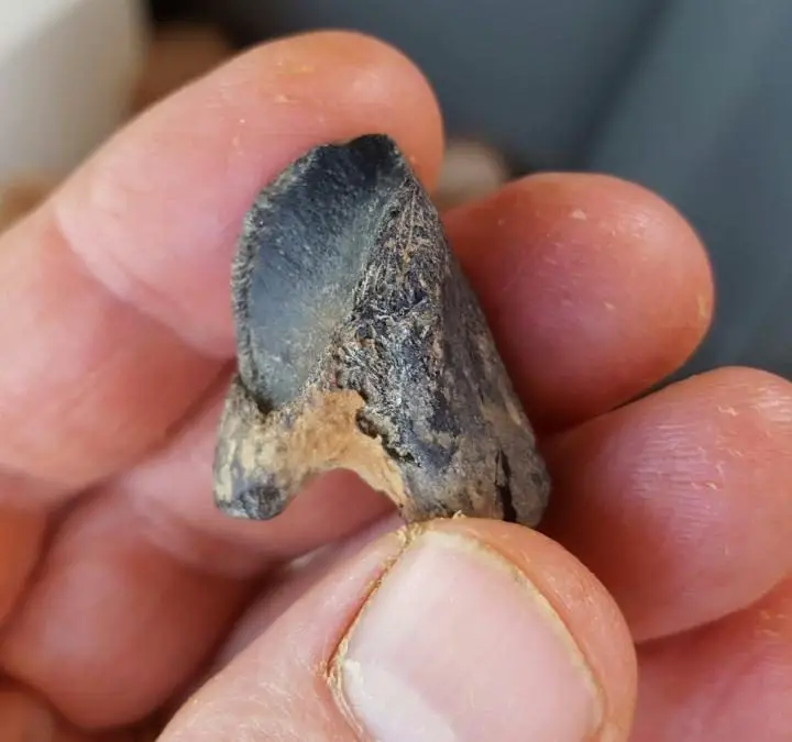 rare tooth find reveals horned dinosaurs in eastern north america
