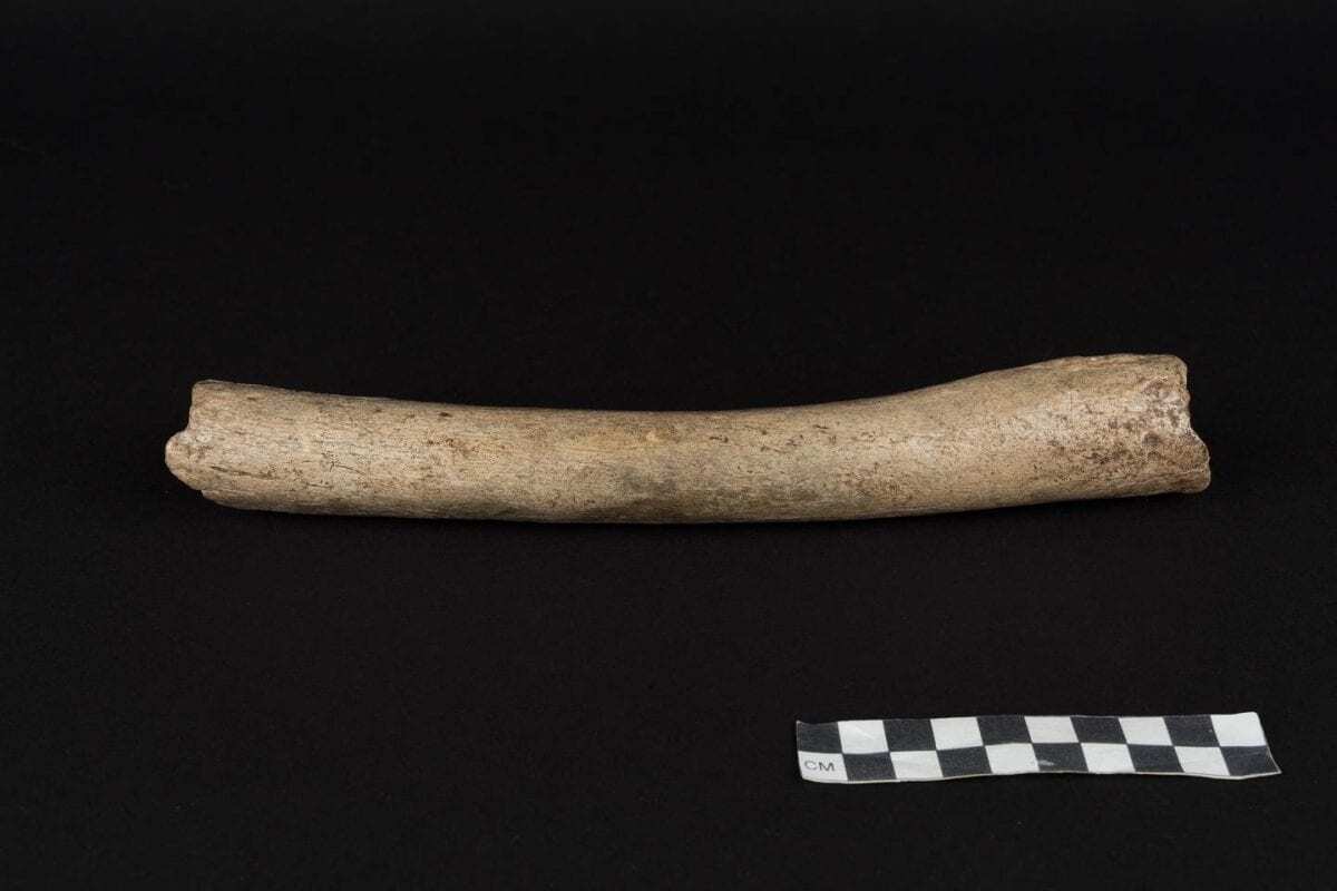 dna of early neanderthal gives timeline for new modern human-related dispersal from africa