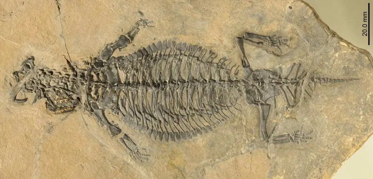 rare, exceptionally preserved fossil reveals lifestyle of ancient armor-plated reptile