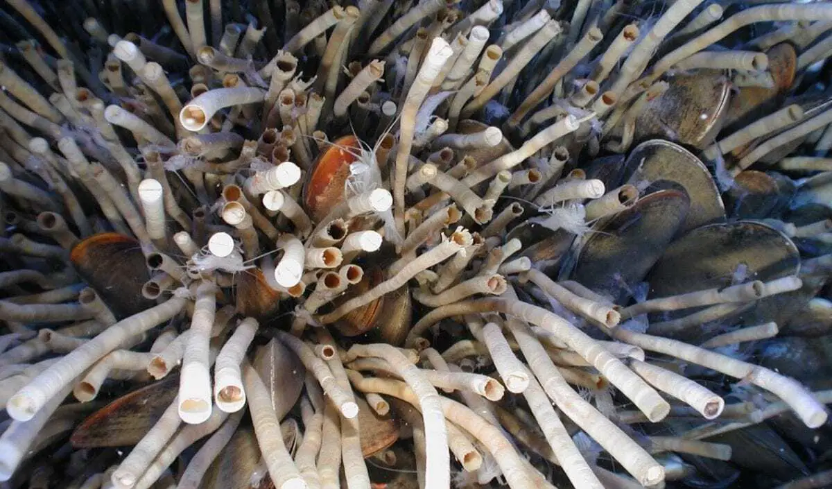 Is this Gulf of Mexico tubeworm the longest living animal in the world? - HeritageDaily - Archaeology News Is this Gulf of Mexico tubeworm the longest living animal in the world? - HeritageDaily - Archaeology News
