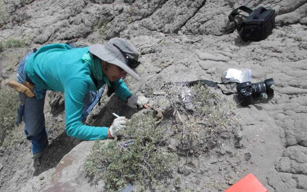 big herbivorous dinosaurs ate crustaceans as a side dish, says cu boulder study