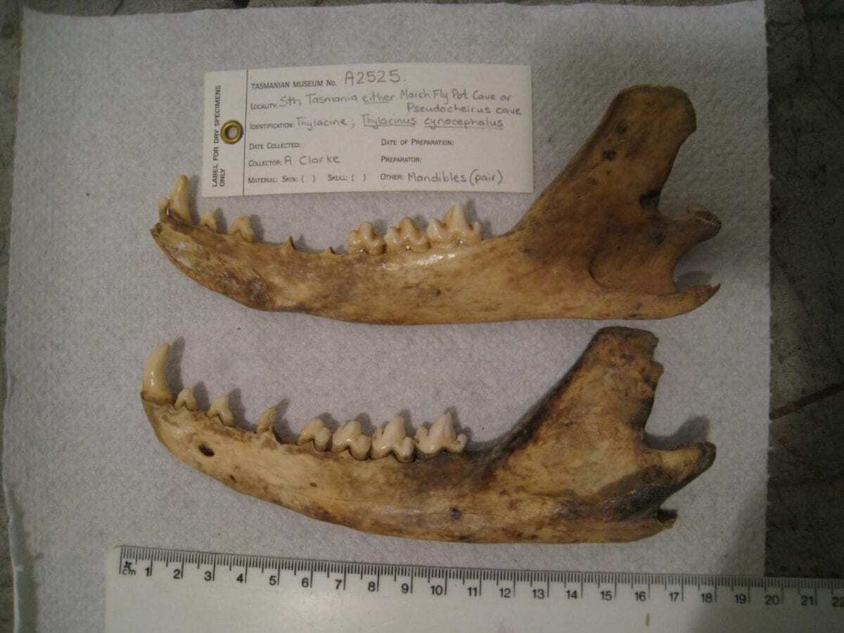 mapping the thylacine’s mysterious loss from mainland