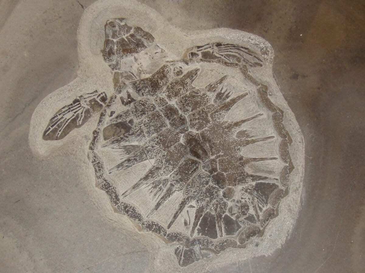 An exceptionally preserved sea turtle reveals ancient sun protection ...