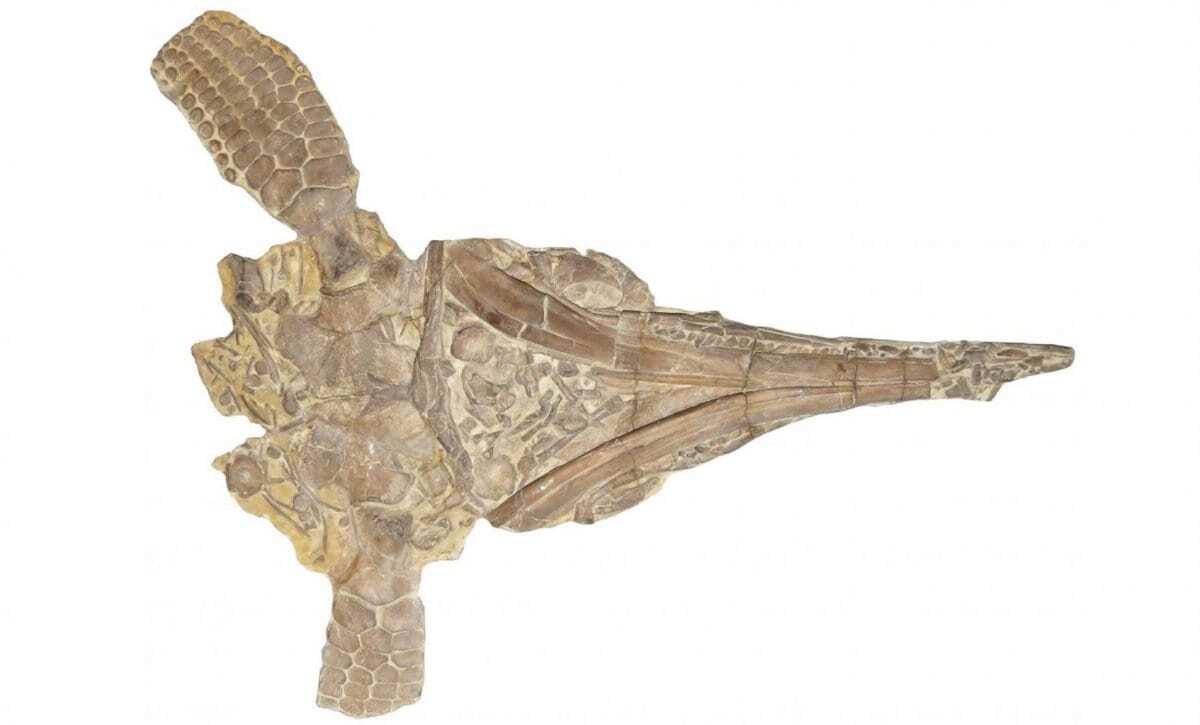 ‘fake fin’ discovery reveals new ichthyosaur species