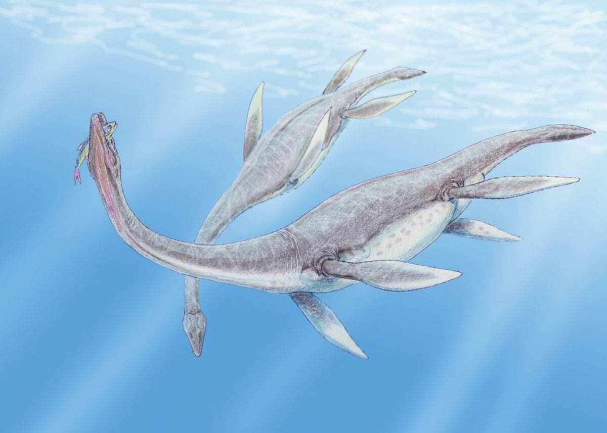 Evolution is in the ears of extinct aquatic reptiles - HeritageDaily - Archaeology News Evolution is in the ears of extinct aquatic reptiles - HeritageDaily - Archaeology News