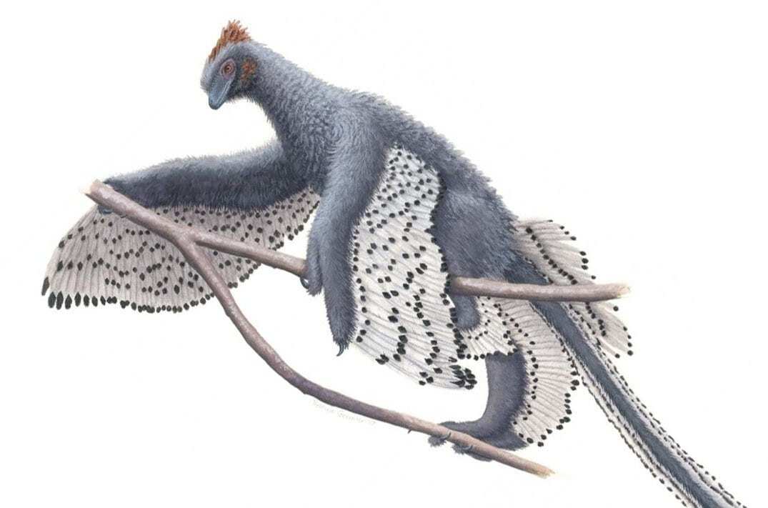 dinosaur with feathers on arms