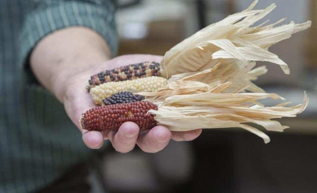 Archaeologist says fire, not corn, key to prehistoric survival in arid