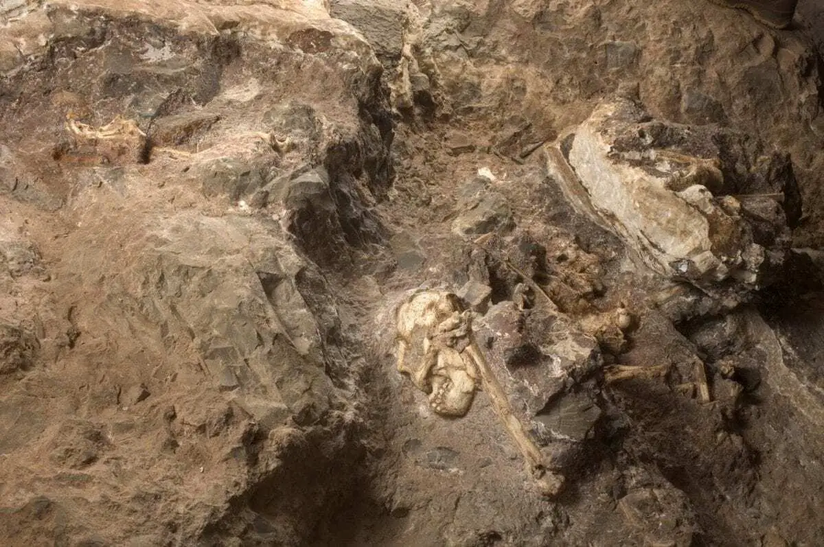 south africa’s oldest, and the world’s most complete australopithecus skeleton ever found, introduced to the world