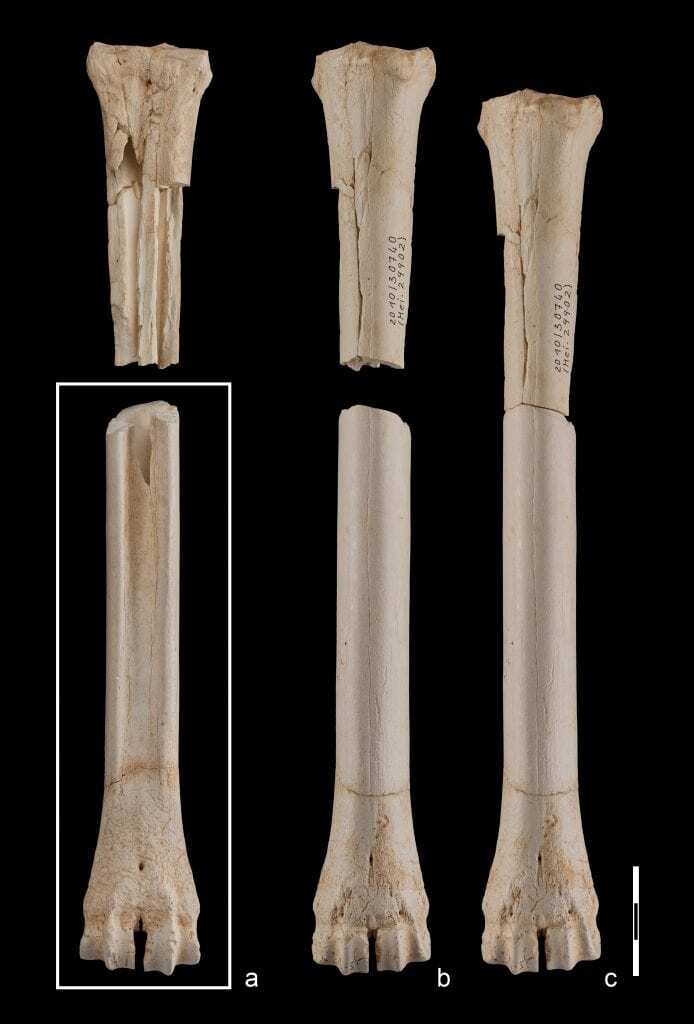 the history of humanity does not require rewriting: the “case of untermassfeld”