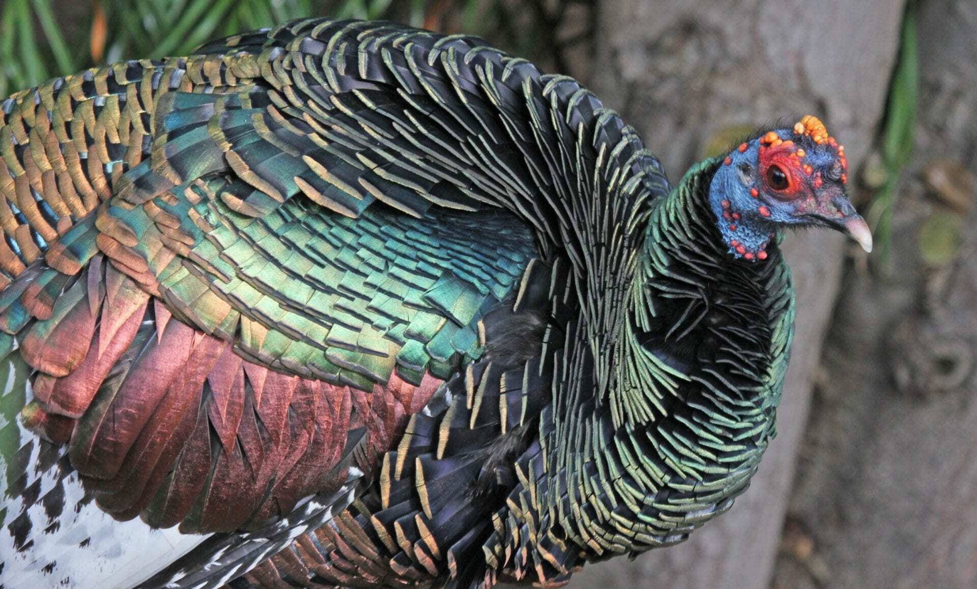 Origins of domestic turkeys in Mayan and Aztec culture