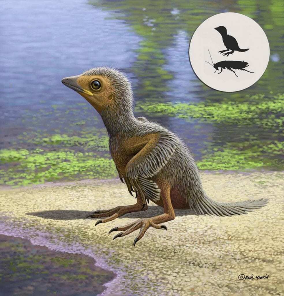 127-million-year-old baby bird fossil sheds light on avian evolution