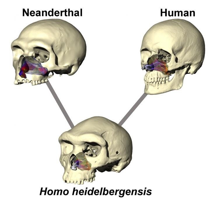 a-state professor lends anatomy expertise to solve ancient mystery